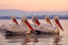 爱游戏娱乐-【全球化未来】科技让棒球跨越地域，成为真正的“国际运动”！