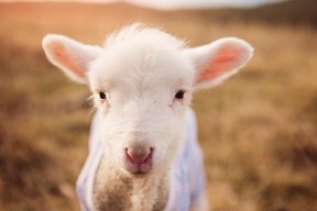 爱游戏-“影响力排行榜：联盟最具人气球星”，全联盟最高的球员