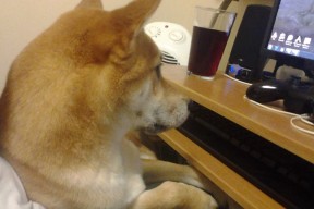 爱游戏app下载-主场不胜！法国球迷陷入沉默，法国球迷哭了