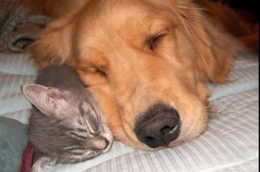 AYX SPORTS-女子网球公开赛精彩纷呈，国手表现亮眼，女子网球比赛